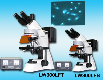 LW300LFT/B荧光显微镜 