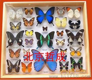 大型昆虫标本盒