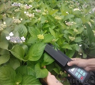 活体叶面积测量